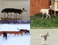 Les chiens de Tchernobyl