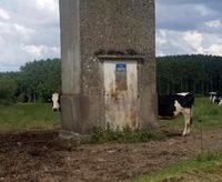 Longcow is loooooooooooooong !