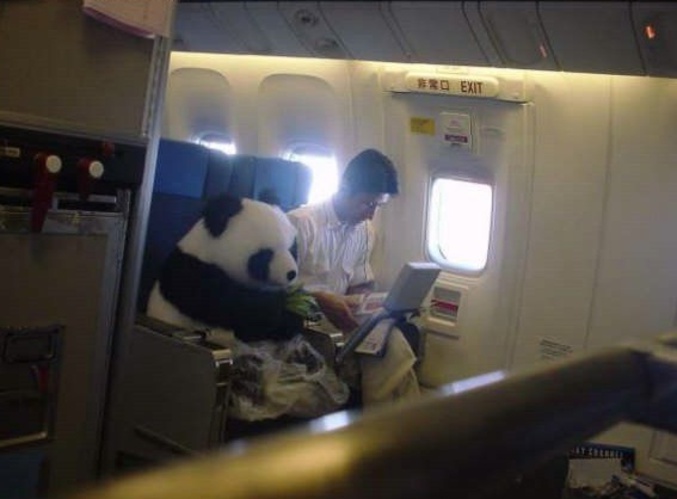 Une compagnie aérienne qui accepte les animaux à bord