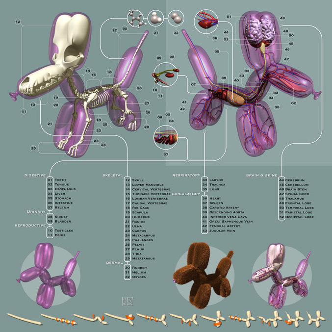 L'anatomie d'un chien en ballon de baudruche.