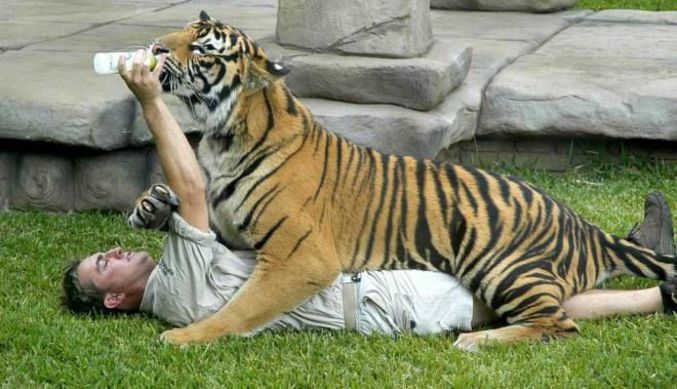 Un dresseur amadoue un tigre avec un biberon.
