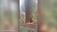 Tronçonnage qui tourne mal