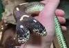 Serpent siamois 