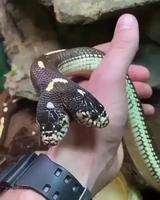 Serpent siamois 