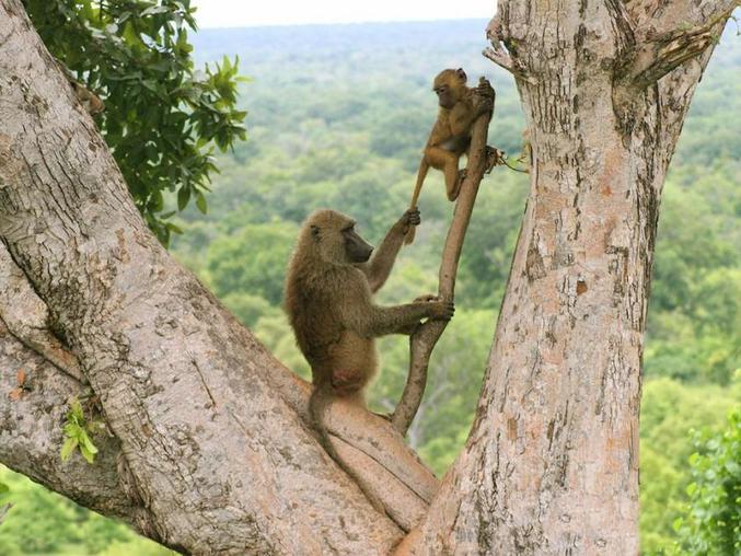 Une mère singe qui ne tient pas à ce que son bébé aille trop loin.