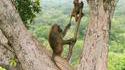 Pas plus haut