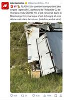 Monkey revenge Covid 