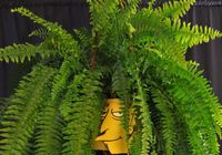 Pot Tahiti Bob