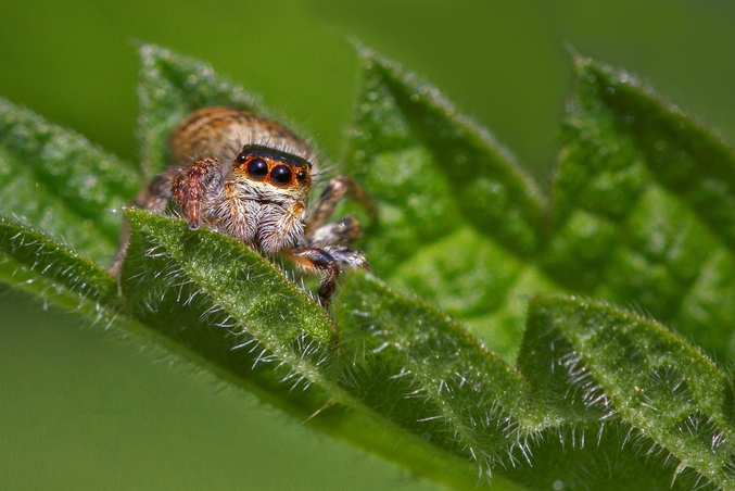 La Carrhotus xanthogramma (ou Saltique orangée) te regarde!