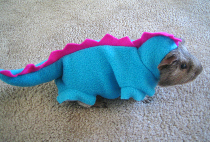 Un cochon d'inde qui a enfilé son pyjama de dinosaure.