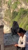 A Bali les singes vol des objets pour avoir une rançon 