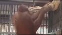 Une femelle orang-outan se fabrique un hamac