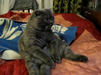 Gros chat