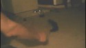 Comment coucher son chat