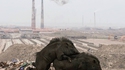 Cochons faisant des cochonneries sur des cochonneries