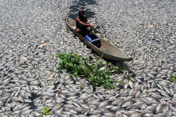 poissons morts par pollution de l'eau