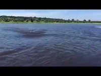 Charge sous-marine d'un hippopotame