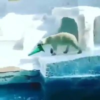 Ours cône 