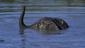 Elephant Ness