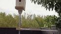 Système pro-oiseaux, mais anti-chat