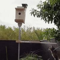 Système pro-oiseaux, mais anti-chat