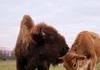 Helen est un bison aveugle qui accueille et réconforte tous les nouveaux résidents du Lighthouse Farm Sanctuary