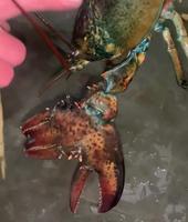 Profession : Eleveur de homard à Tchernobyl.