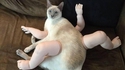 un chat-mouflet