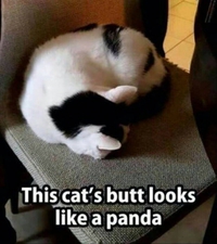 Trouvez le panda 3