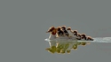Transport en commun