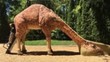 On n'est pas là pour peigner la girafe