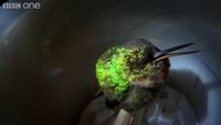 Le ronflement du colibri