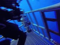 Cage anti-requins prouvant son utilité