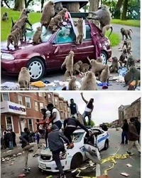 Je ne suis pas raciste du tout, ceci n'est que pure allégorie.