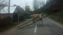 Vache coincée