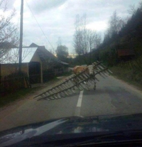 Vache coincée