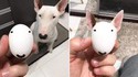 Un pitbull
