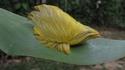 Chenille du papillon Megalopyge opercularis