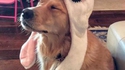 Le chien de mello