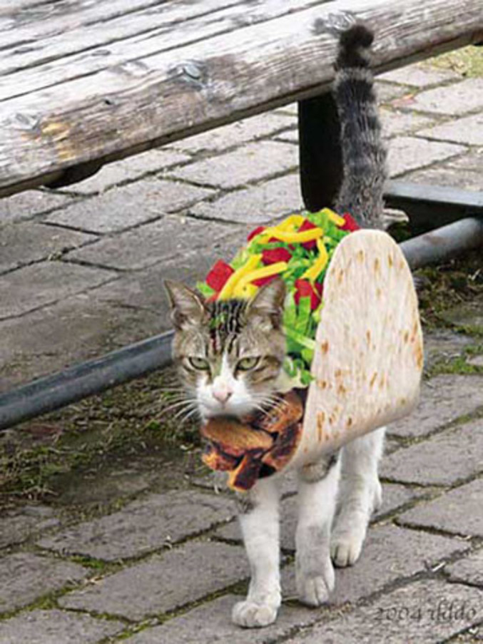 Tacocat is a palindrome.