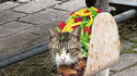 Tacocat