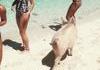 Vieux cochon sur la plage