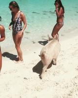 Vieux cochon sur la plage