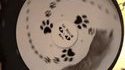 La roue de chat