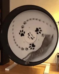 La roue de chat