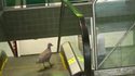 Un oiseau sur un escalator