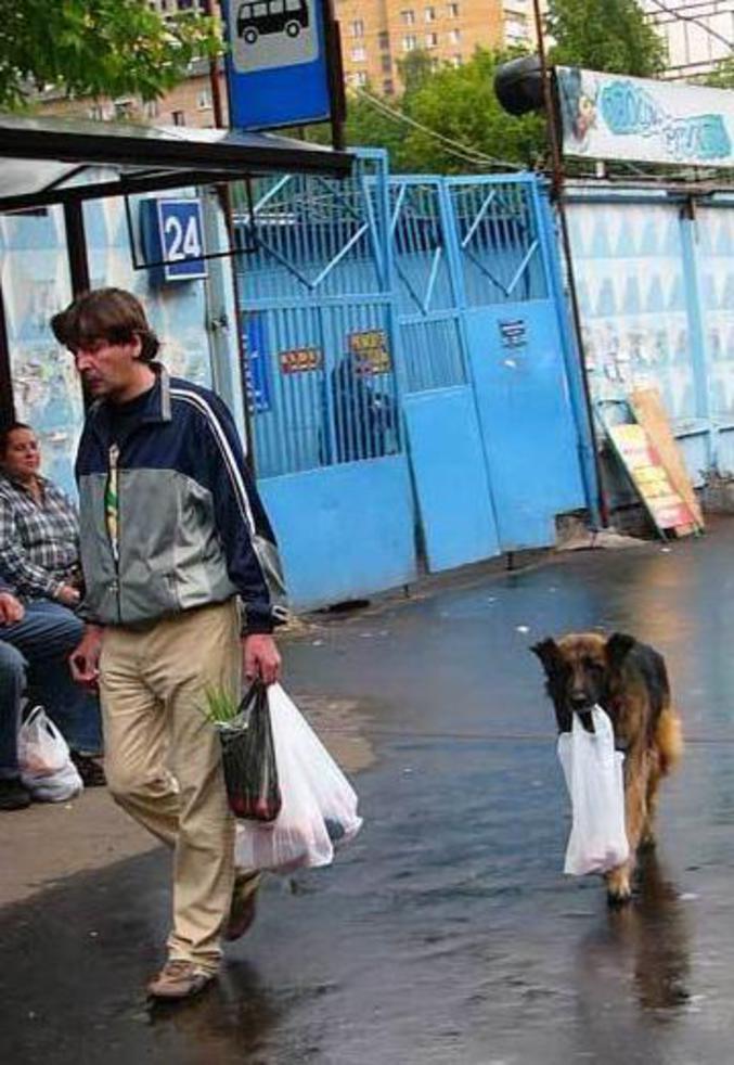 Un chien utile qui porte les courses.