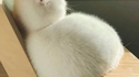 Chat-boule