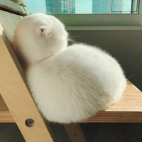 Chat-boule