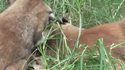 Quand des félins mangent de l'herbe à chat